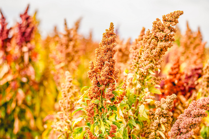 Functional Foods Highlight: Quinoa