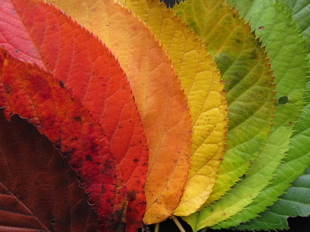 autumn leaves, fall leaves, colorful